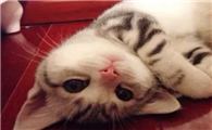 猫身上有跳蚤应该怎么办