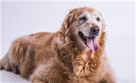 金毛犬多少钱一只幼崽