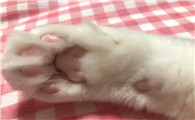 猫咪肉垫干裂蜕皮正常吗