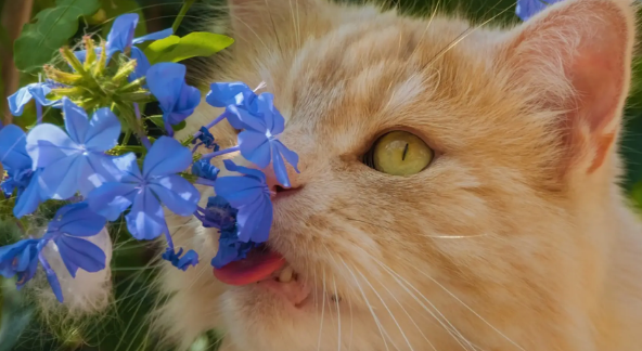 猫可以吃蛋黄不
