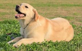 什么狗聪明听话又好养