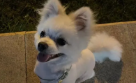 狗吃猪肉有危害吗