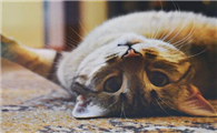 猫三联抗体检测多少合格