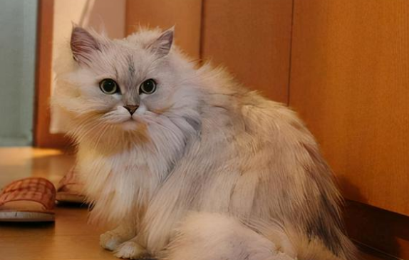 金吉拉猫什么颜色最贵