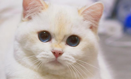 小猫呕吐白色泡沫怎么办
