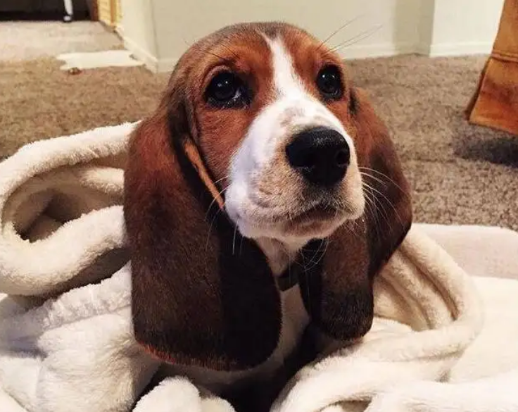 巴吉度犬适合家养吗