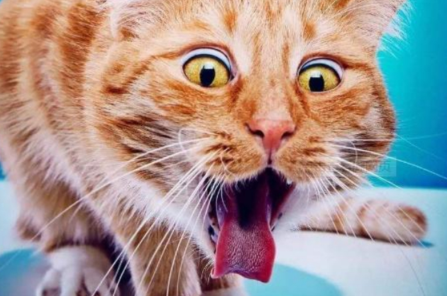 猫猫得毛球症是什么症状 猫猫得毛球症是什么症状