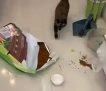 因隔离放2只猫在家,女子回家打开门就愣住了:咋还养胖了呢 因隔离放2只猫在家,女子回家打开门就愣住了:咋还养胖了呢