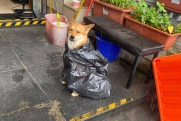 遛狗时突遇暴雨,主人用垃圾袋给它做雨衣,狗狗都要哭了 遛狗时突遇暴雨,主人用垃圾袋给它做雨衣,狗狗都要哭了