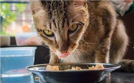 猫罐头天天吃有什么后果,会得病吗?