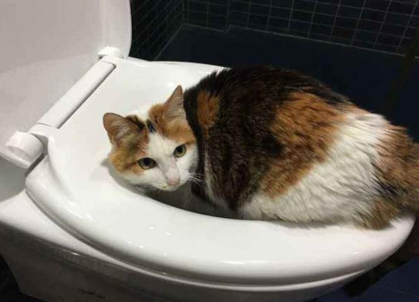 猫咪一直舔地板是怎么回事 猫咪一直舔地板是怎么回事