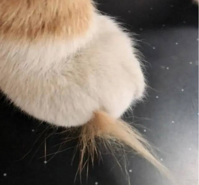 一早醒来，发现橘猫脚趾夹了一大撮毛，就知道它赢了