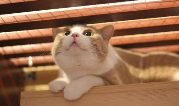 猫传腹是什么病会传染吗 猫传腹是什么病会传染吗