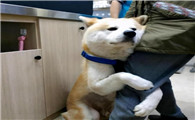 狗狗没有安全感的表现有哪些 狗狗没有安全感的表现有哪些