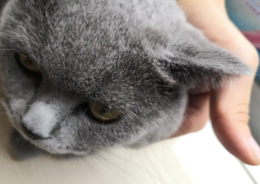 猫眼睛到耳朵的毛稀疏还会长回来吗