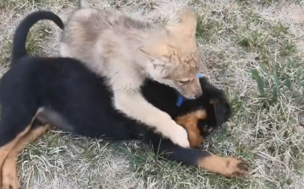 捷克狼犬打得过罗威纳吗 捷克狼犬打得过罗威纳吗