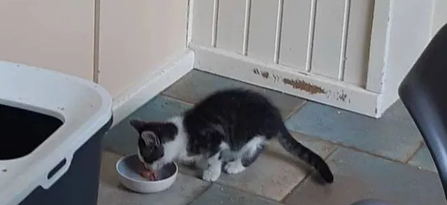 猫咪发现有流浪猫经常来自己家讨饭吃,对它百般照顾并收它当小弟 猫咪发现有流浪猫经常来自己家讨饭吃,对它百般照顾并收它当小弟