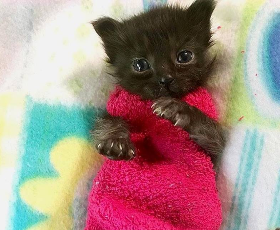 流浪猫得了猫艾滋而被送走,小猫吵着找妈妈,女孩的办法太贴心了 流浪猫得了猫艾滋而被送走,小猫吵着找妈妈,女孩的办法太贴心了