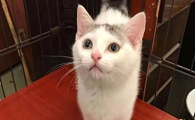 母猫到底会不会发腮