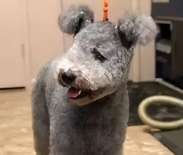 12种超稀有的狗狗品种,格陵兰犬名列其中! 12种超稀有的狗狗品种,格陵兰犬名列其中!