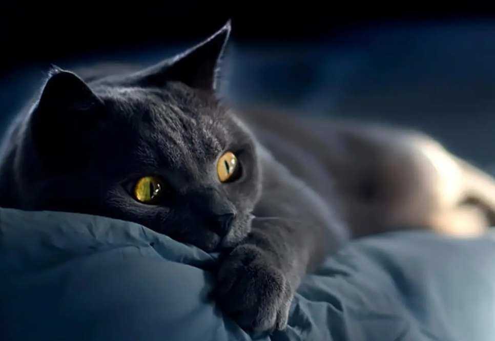 4个月猫咪体重应该多少斤