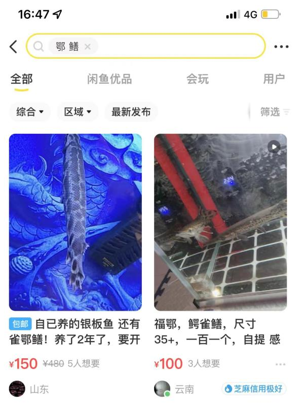 鳄雀鳝被部分网店换名“雀鳝鳄”售卖,律师:引进释放丢弃违法 鳄雀鳝被部分网店换名“雀鳝鳄”售卖,律师:引进释放丢弃违法