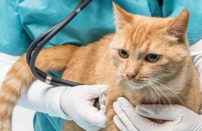 小猫吐了什么原因引起的