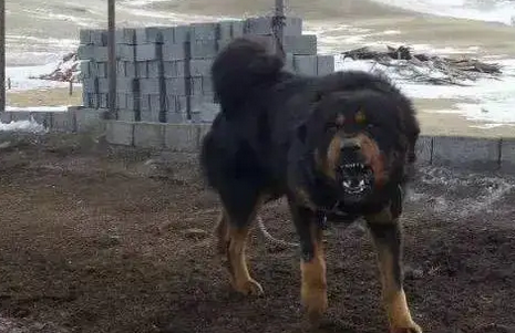 家里养藏獒有危险吗 家里养藏獒有危险吗