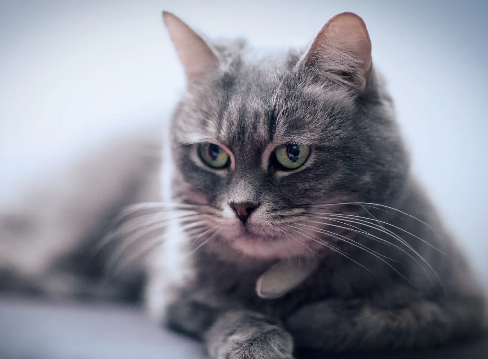 猫吃到耗子药怎么办 猫吃到耗子药怎么办
