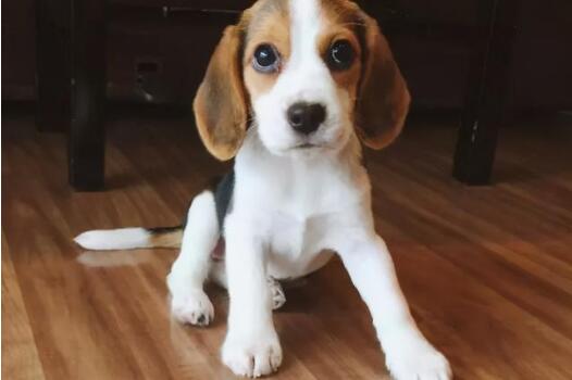 比格猎犬刚开始养就后悔 比格猎犬刚开始养就后悔