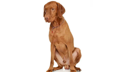 马扎尔犬的简单介绍,快来看看吧! 马扎尔犬的简单介绍,快来看看吧!