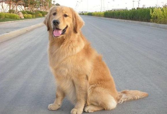 气场逼人的德国护卫犬——霍夫瓦尔特犬！