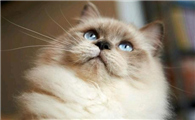 多大的猫咪可以做驱虫