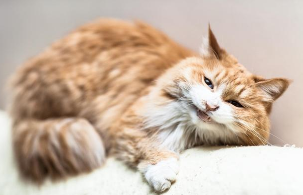 浙江截获1000余只猫，运猫车去向是广东，你还敢散养猫吗？