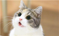 猫夏天不开空调会热吗