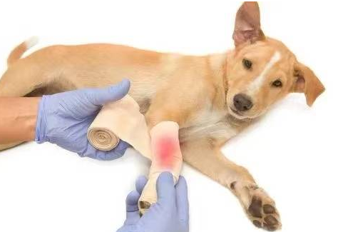 狗狗骨折吃什么药促进骨骼 狗狗骨折吃什么药促进骨骼