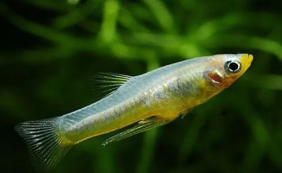 食蚊鱼可以吃吗