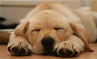 狗狗的睡眠时间是多少
