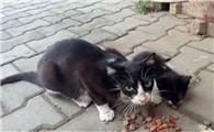 猫上门为什么不能赶走
