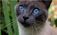 猫的视力好吗