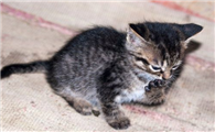 为什么说猫瘟能熬过七天就能活下来了