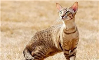 埃及猫怎么看纯不纯