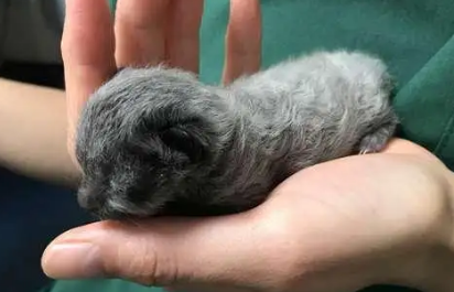 刚生下的小猫脐带怎么处理 刚生下的小猫脐带怎么处理