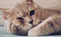 天气热会导致猫咪拉稀吗