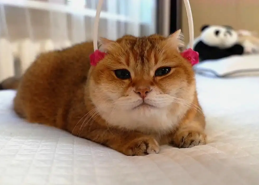 猫咪吹空调会拉肚子吗