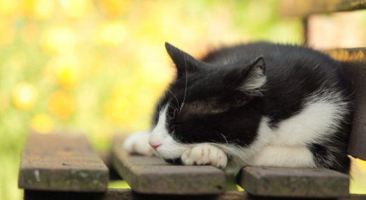 猫到底是招财还是来灾 猫到底是招财还是来灾