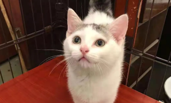 母猫到底会不会发腮