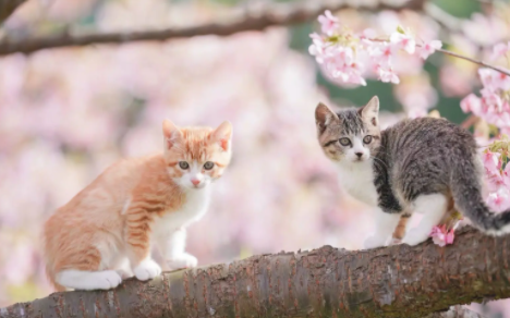 猫乱拉屎的原因是什么