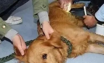 金毛犬为了回家,从狗贩子手里命悬一线,几经磨难终到家。 金毛犬为了回家,从狗贩子手里命悬一线,几经磨难终到家。