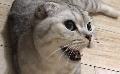 猫咪玩儿累了会一直吐舌头喘气吗